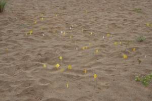 Señalización de ejemplares de Chamaesyce peplis en la playa de Verdicio.