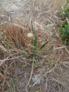 yucca