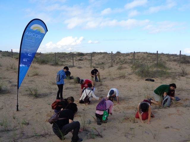 Restoration of dunes by cleaning wastes, invasive plant species and census of Chamaesyce peplis in Liencres (SAC of Liencres and Pas Estuary)
