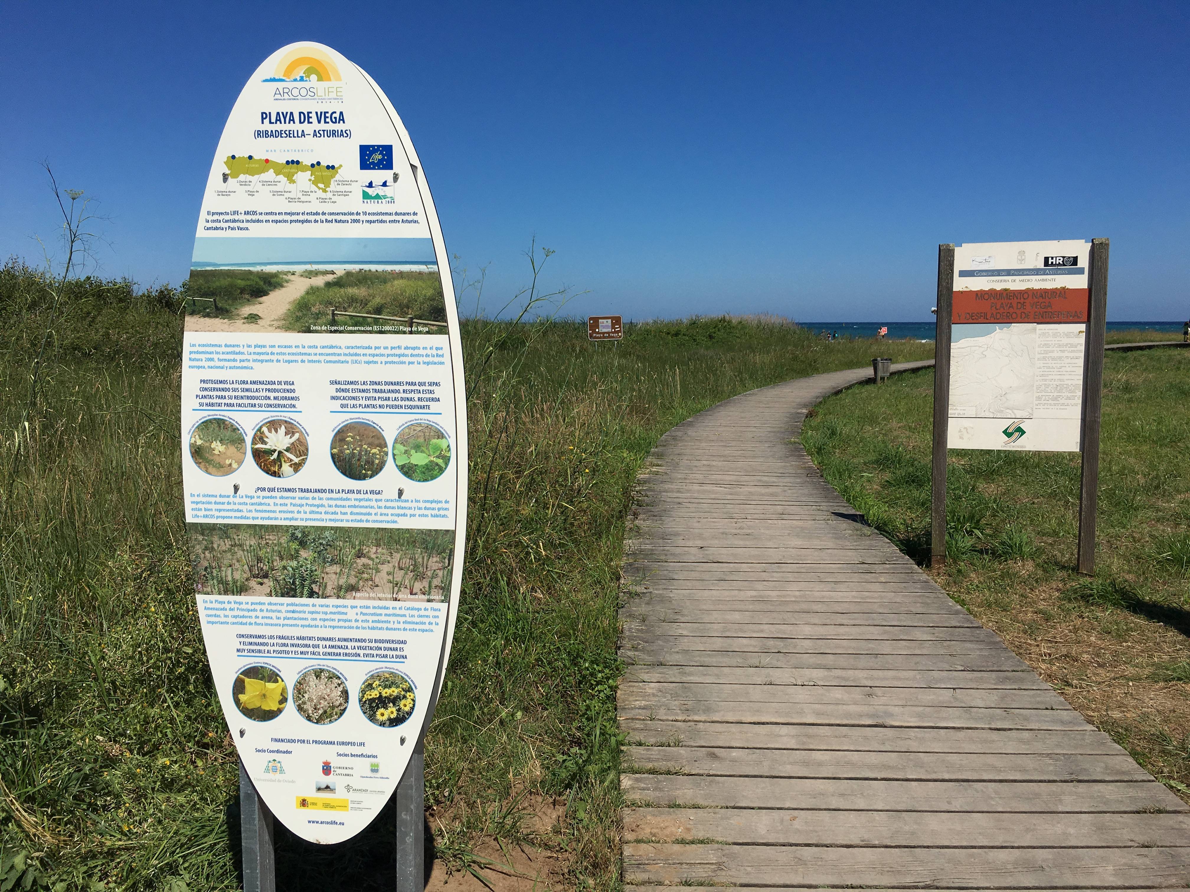 12th November 2016: Volunteer day to eradicate invasive plants on Vega Beach, Ribadesella, Asturias