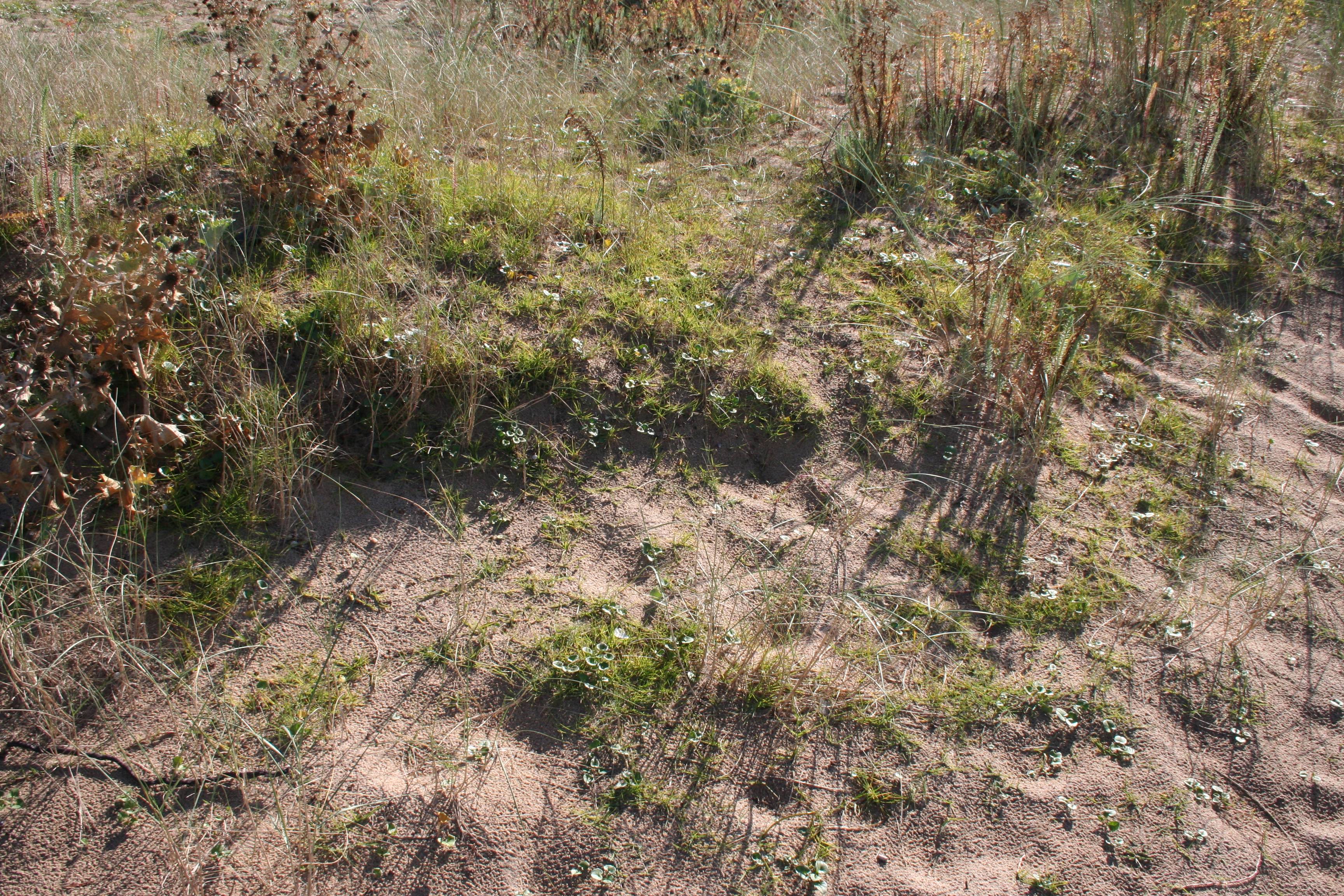 Paspalum vaginatum