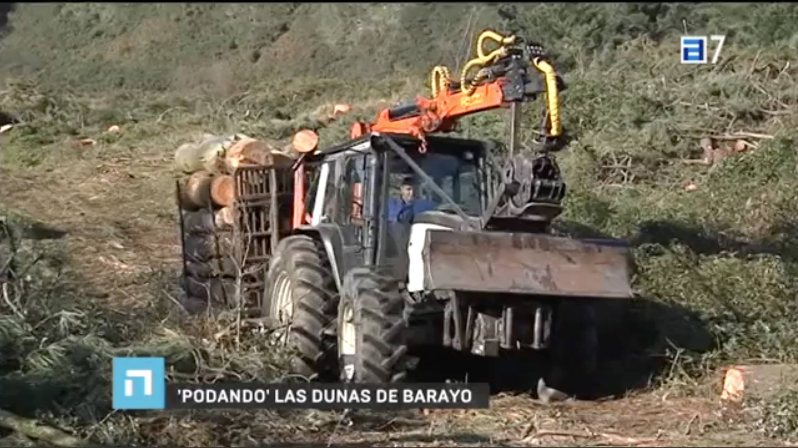 The Asturian public TV  includes a video report to show the beginning of the tree cut in Barayo (Asturias) developed by Life+ARCOS